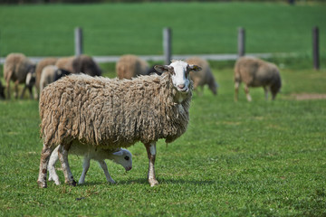 Fototapeta premium Sheeps in the field