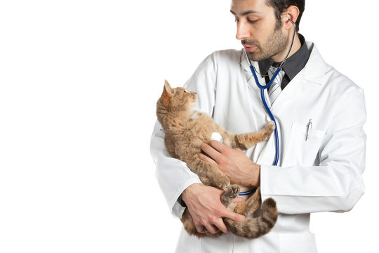 Veterinario