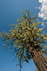 acacia tree