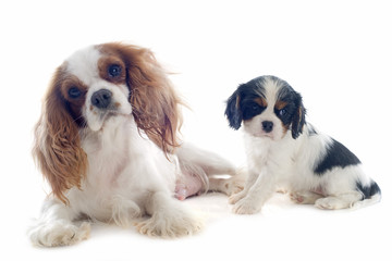 cavalier king charles