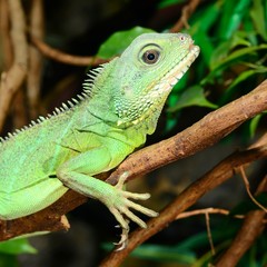 colorful green lizard close-up