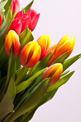 Spring bouquet of tulips 