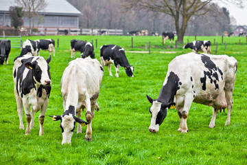 Cows on meadow with green grass. Grazing calves