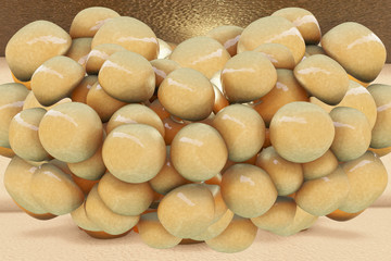 Fat cells  - 3D Rendering