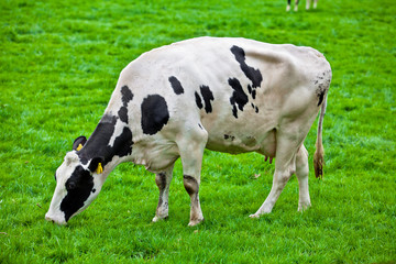 cows on meadow