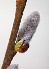 Flowers willow spring (Salix)
