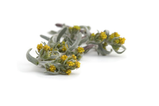 g&eacute;n&eacute;pi