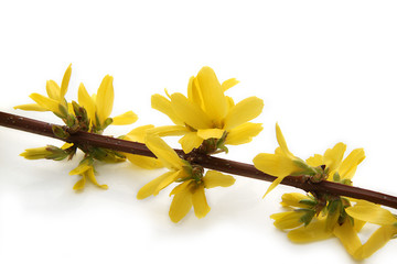 forsythia