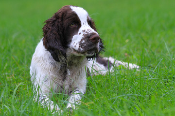 english springer spaniel