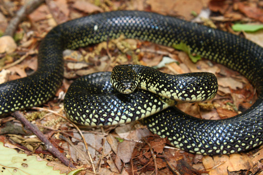 Black Kingsnake (Lampropeltis getula)