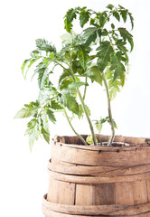 Tomato plant on white background