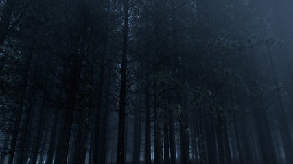 Foggy pine woods at dusk