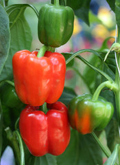 red and green sweet peppers