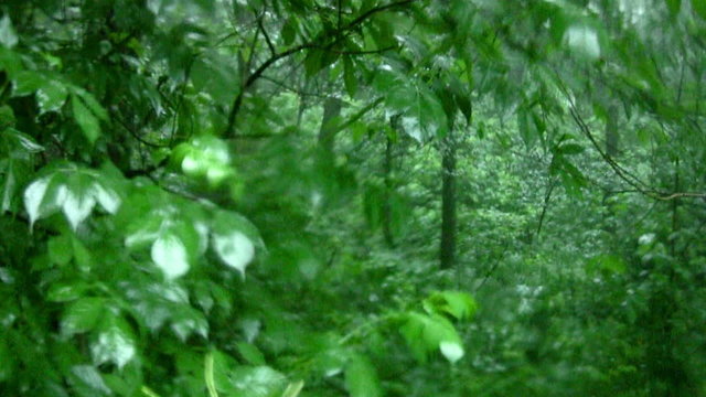 Rain in the forest