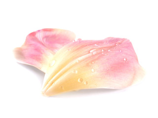 Fototapeta na wymiar Isolated pink tulip petals on white background.