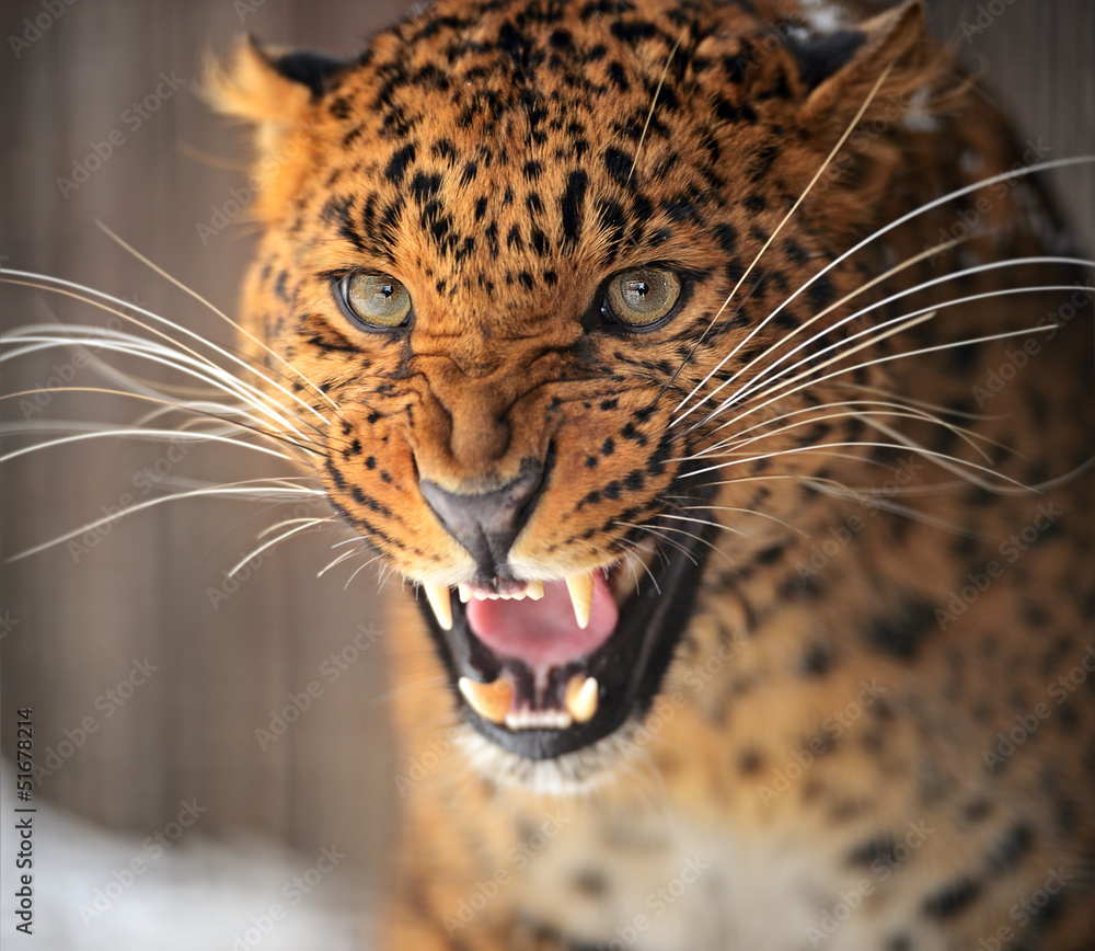 Sticker portrait of leopard