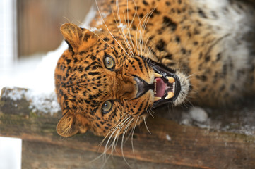 Portrait of leopard