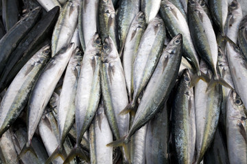 Obraz premium Fresh mackerel fish