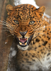 Portrait of leopard