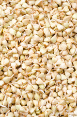 buckwheat sprouts green background