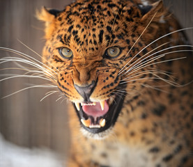 Fototapeta na wymiar Portrait of leopard
