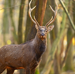 Spotted Deer