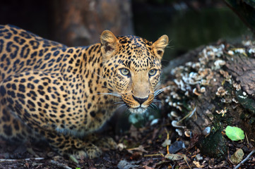Portrait of leopard