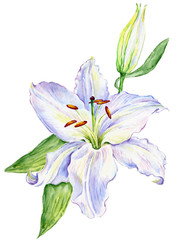 Watercolor white lily