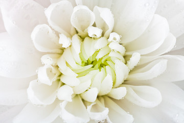 white flower head close up - Powered by Adobe