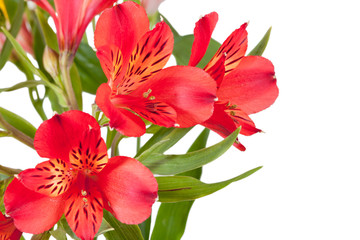 flowers bunch from several red alstroemeria