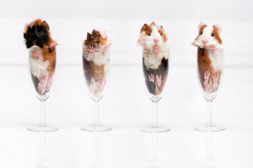 Four hamster in a glass
