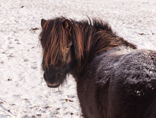 Portrait of a snow-covered pony turning around