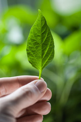Hand with leaf