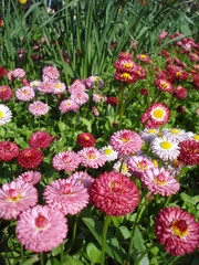 English daisies - bellis perennis © adinamnt