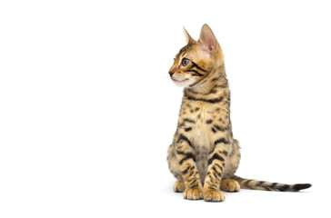 Fototapeta premium kitten