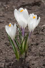 First spring flower - crocus