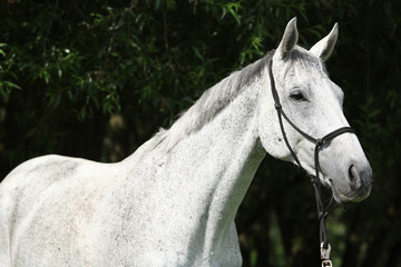 Portrait of white English Thoroughbred horse