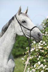 Portrait of white English Thoroughbred horse with flowers