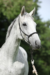 Portrait of white English Thoroughbred horse