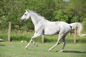 Obraz na płótnie Canvas White English Thoroughbred horse running in paddock
