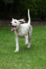 Adorable dalmatian puppy running in the garden