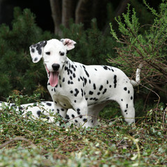 Gorgeous dalmatian puppy in the garden