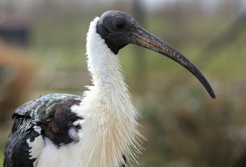 portrait de l'ibis d'australie