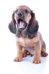 puppy