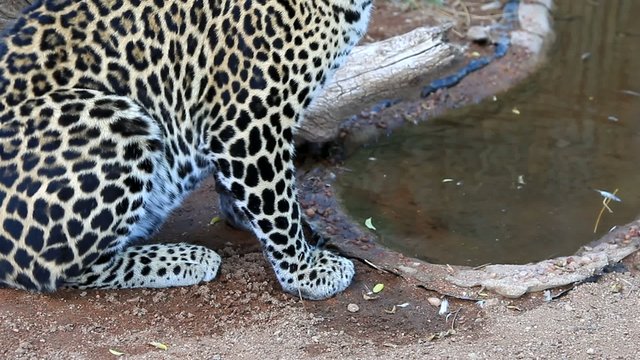 Leopard beim Trinken