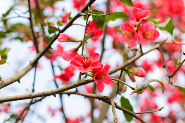 Fototapeta na wymiar red Plum blossoms