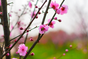 Fototapeta na wymiar peach blossom
