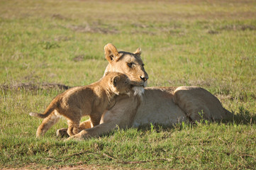 Fototapeta na wymiar Löwe mit Löwenbaby
