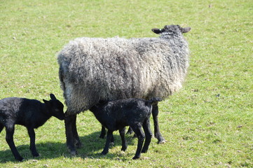 Fototapeta premium A Gotland Ewe and Lambs