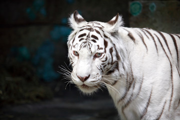 White Tiger